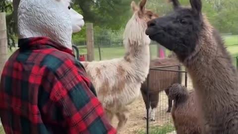 Funny video How to confuse a lama