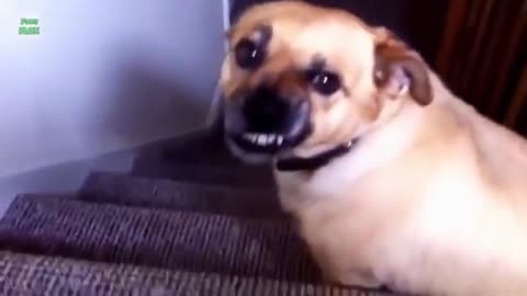 Funny Dogs Smiling Compilation will make you happy