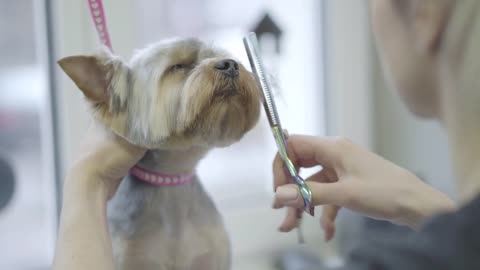 Pet groomer cuts yorkshire terrier dog hair with scissors in grooming salon