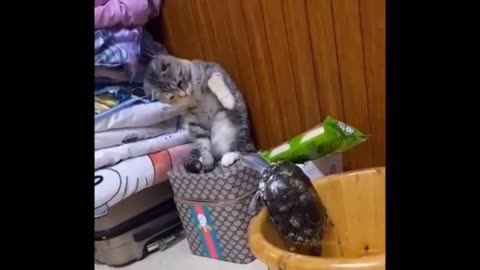 The turtle just wanna play with the cat 🤣
