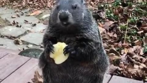 Hilarious Groundhog eating
