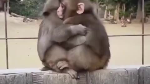 Monkey Pals