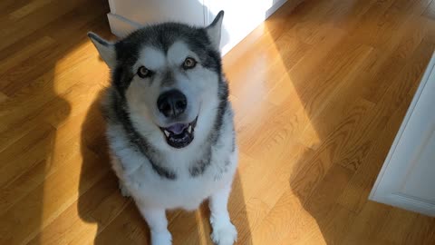 Alaskan Malamute sings Happy Birthday to himself