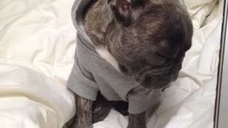 French Bulldog battles inevitable sleep