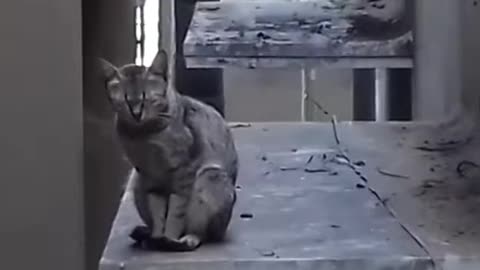 Cat sleeping on the corner slab Funny video