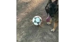 Dogy Likes To Play Football