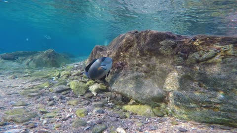 Fish swim in the Red Sea, colorful fish, Eilat Israel 3