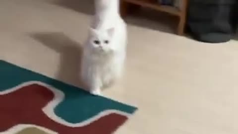 Cute_Persian_cat