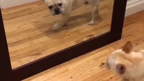 dog startled by himself