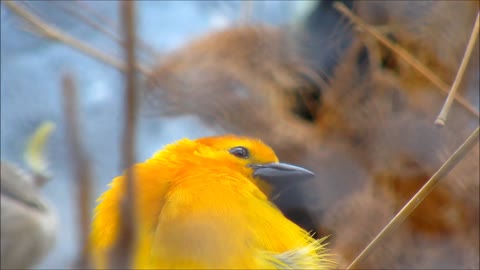 nice yellow bird