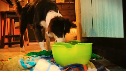 Funny Dog hilariously trying to grab Balls from bowl