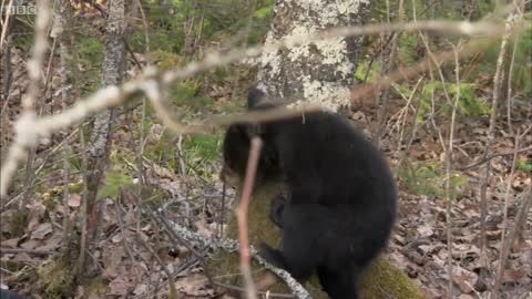 Bear Gives a Warning Bite | BBC Earth