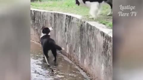 funny animal complitation