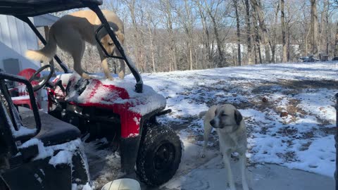 Giant Anatolian Shepherd Climbing on UTV