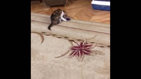 Cute Kitty Having Fun With Fake Mouse