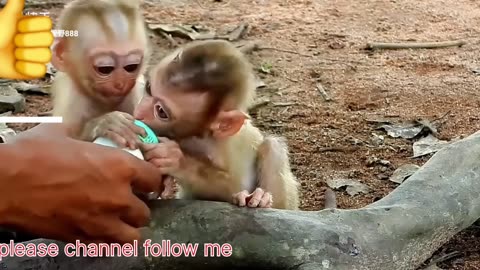 Beby monkey funny video full waching channel follow me