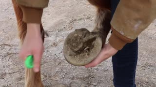 How to clean horse hooves