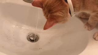 Must wash meow paws