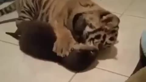 Tiger VS Otter! It's Puppies Time