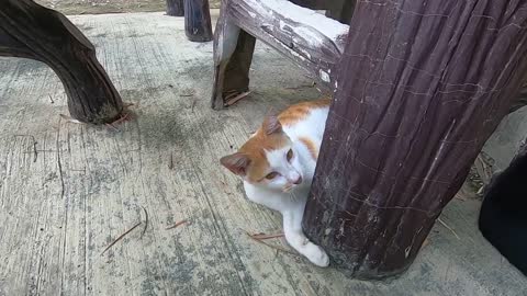 kittens so cute two cat playing its so funny