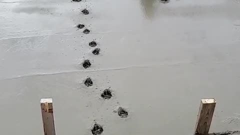 Dog Walks Through Wet Cement 2023