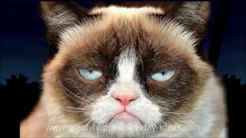 FUNNY GRUMPY CAT HAPPY BIRTHDAY SONG (TOO FUNNY)