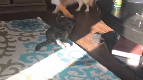 Resilient Cat vs Dog in a game of Tug of War