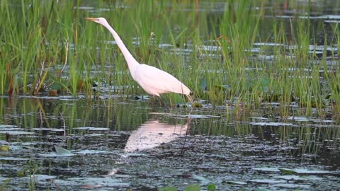 MOST BEAUTIFUL BIRDS IN NATURE 13