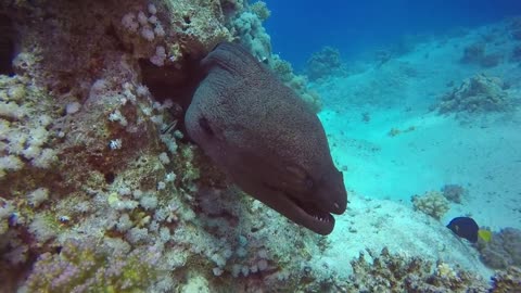 Underwater Sea Creature