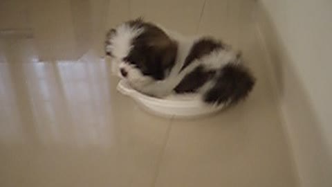 Nemo sleeping in dish