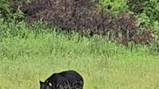 Black Bear in Banff National Park