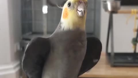 Cocktail bird sings a wonderful voice with musical musical, amazing