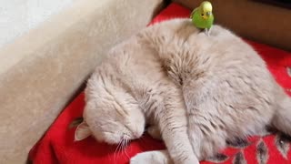 Кот и птица, милые животные #37