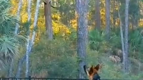 How to hunt a dog Big jump