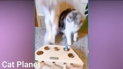 Funny Cats Video Compilation -- 2021
