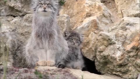 Cute manul with a kitten