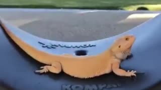 This pet lizard lives in a real-life