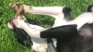 Cute dog plays with pine cone