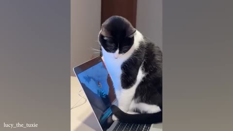 Laugh all day with these Funny Cats