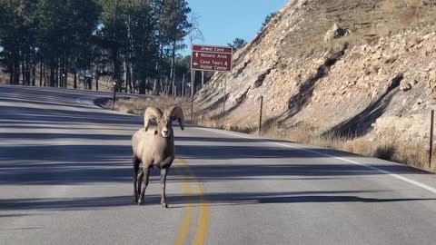 Ram in the road