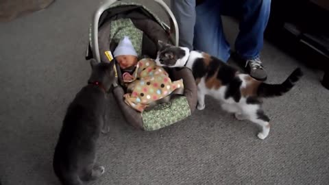Baby and Cat meet for the First Time Compilation 2021