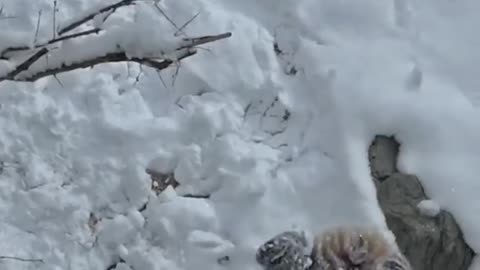 panda kids playing in the snow