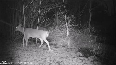 Backyard Trail Cam - Seven Deer in Back yard