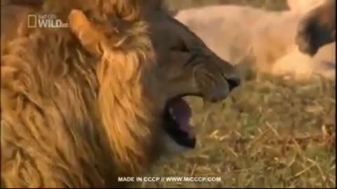 Laughing lion 🦁