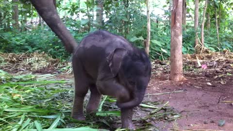 Cute Baby Elephant Playing With Trunk