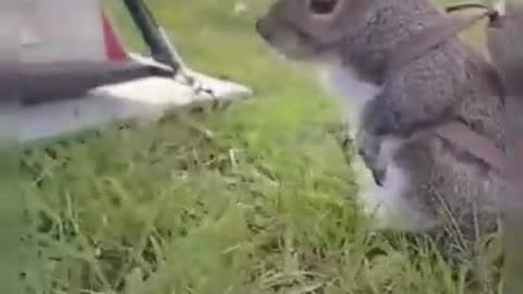 Cute Camping Squirrel Funny Animals