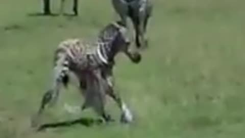 Lion attacks new born zebra