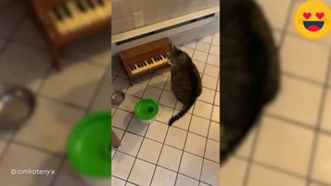 Cat playing Piano when it's hungry see the cleverness of a cat