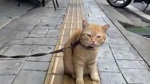 Ginger Cat ॥ Street Cat Meowing#Shorts