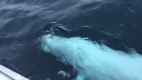 Goals Playing fetch with a beluga whale